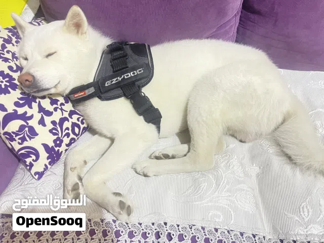 جبانيز اكيتا