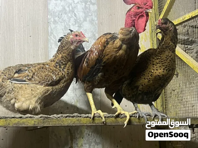 دجاجتين عرب وديج ابو ركيبه