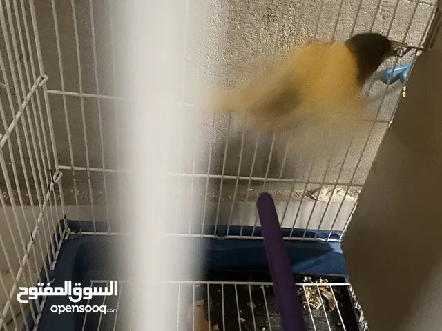 جوز كناري لبيع