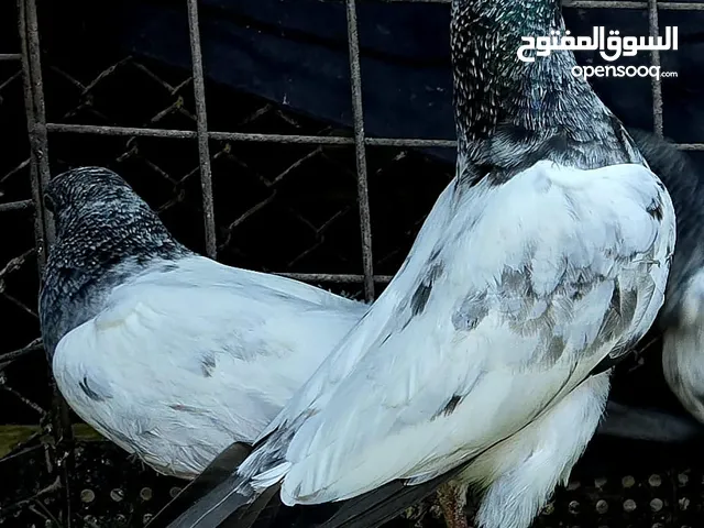 طبات حمام باكستاني طيار من نسل تيدي