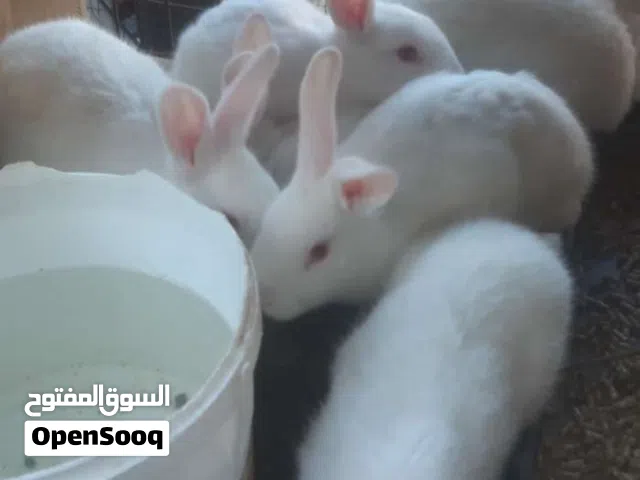أرانب فرنسي وبلدي عمر شهرين ونص