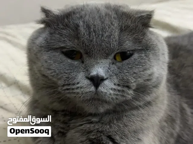 قطة للبيع بصحة ممتازة