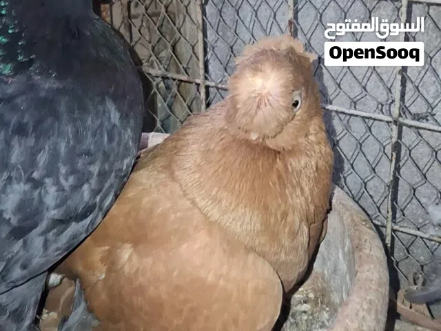 طواير شغلات ومكفولات