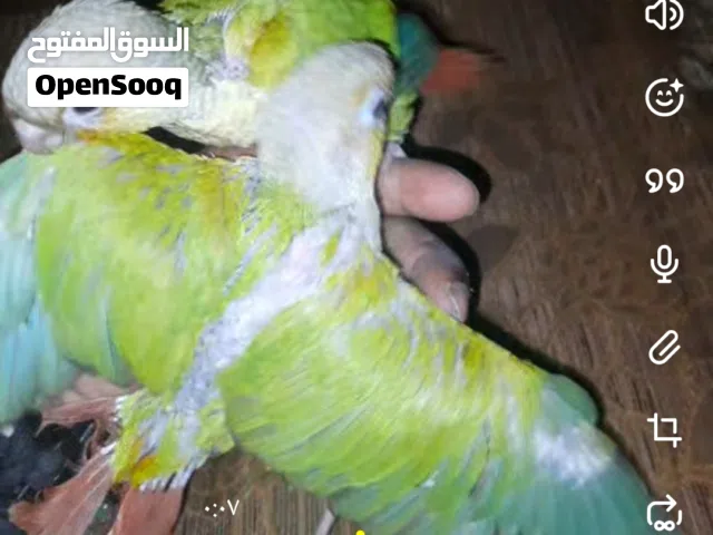 للبيع طيور كنيور.