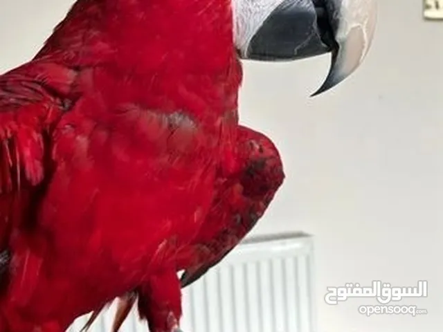 macaw for sale