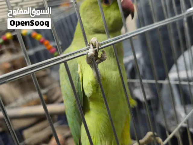 درة هندي عمر 7 شهور للبيع