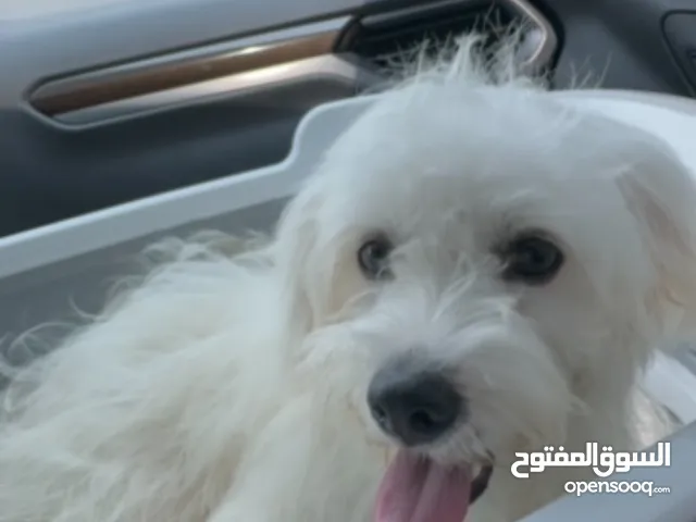 Maltesse dog 6 months