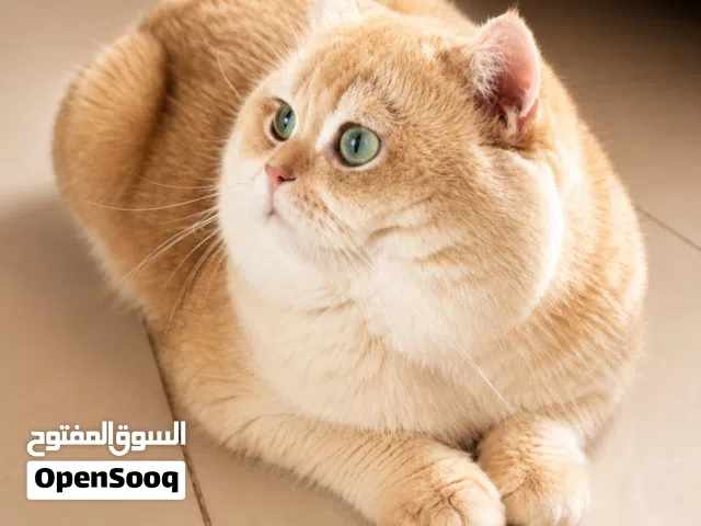 ذكر برتش شورت هير Ny12 للتزاوج   British Shorthair male Ny12 for mating