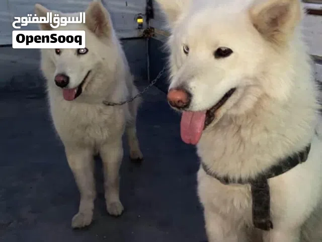 كلبين هاسكي فرنسي انثى للبيع