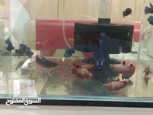 female Betta fish