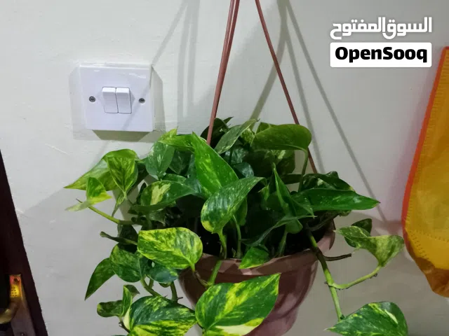 money plants
