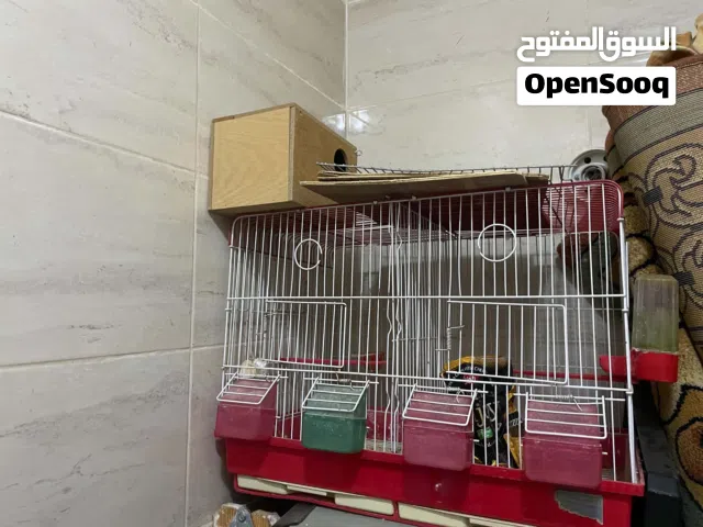 قفاص وكاله عدد 3 ولا كسر معهم جميع أغراضهم