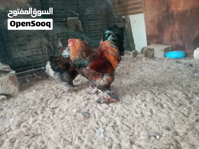 السلام عليكم دجاج براهما سبريت نحاسي دحي مشالله مضمون باذن الله سعر ساوم كانتبي تشري جد توصيل معنديش