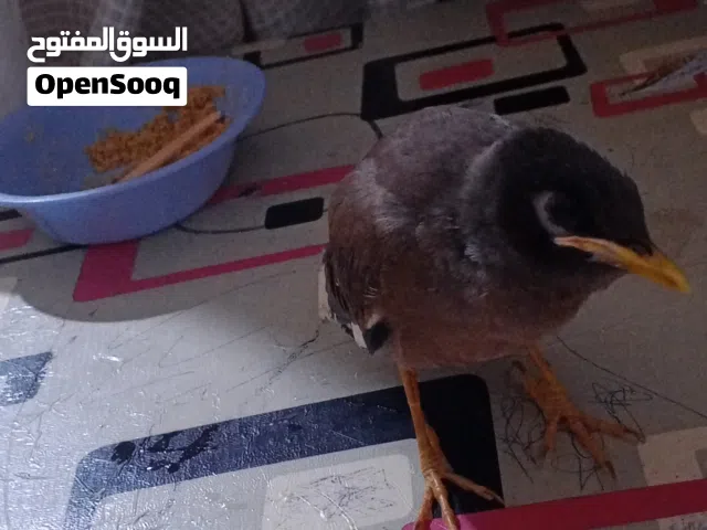 فرخ مينه نشط جداً  للبيع   بيه مجال