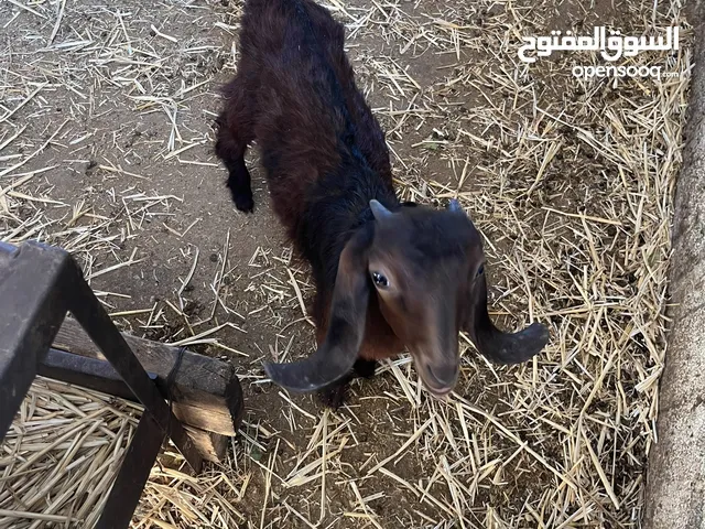 مجموعة من المعزات ( سخل ) ونعجات ( معشرات ) للبيع بسعر جيد