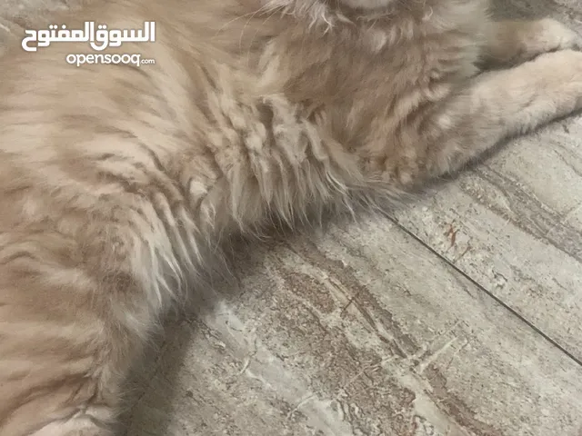قطط ذكور ناعمة ونظيفة – صحة ممتازة
