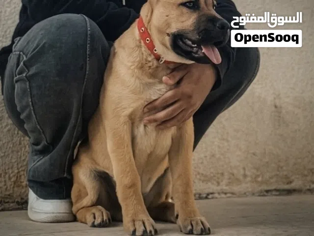 جرو بيتبول العمر 4 شهور