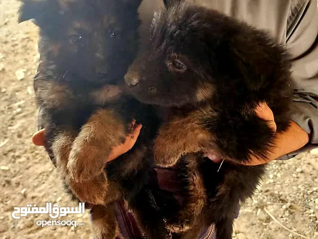جراء جرمن اصل بيور من المعدوم فاخر من الاخر