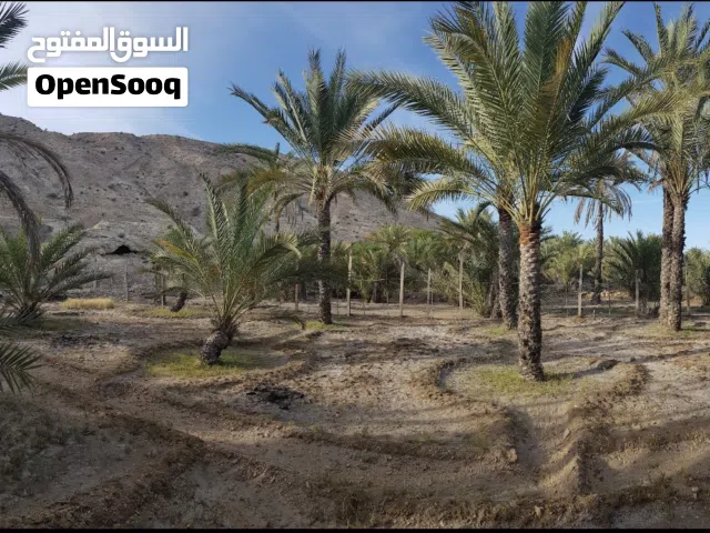 Farm Land for Sale in Muscat Quriyat