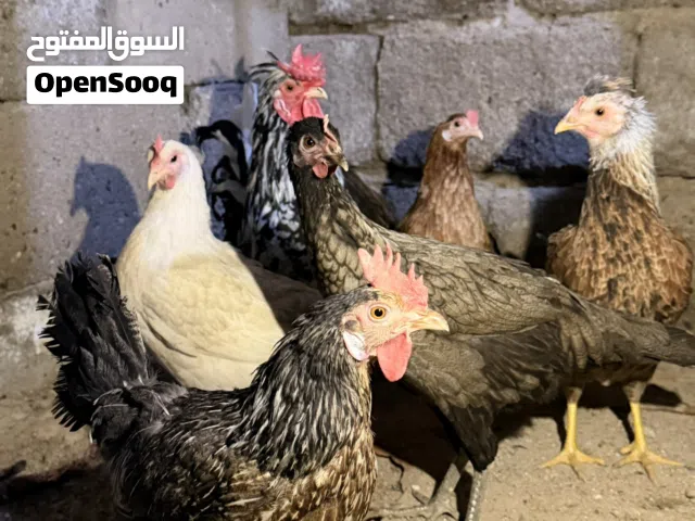 السلام وعليكم ديج و5 دجاجات كوتيات وحده دندرواي يمكن سعرهن90 قفل مكاني المطيحة