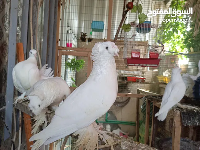 حمام دمكش أبيض و عرايس أنواع صاحي ونظافة خير من الله