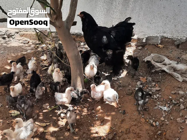 دجاج عربي تبارك الرحمن