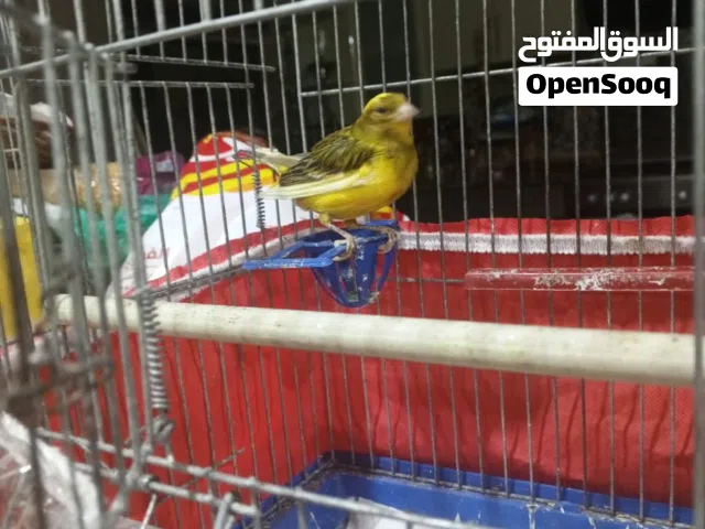 طير كنار ذكر للبيع  يغرد