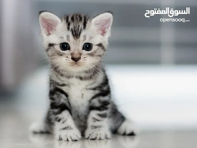 مطلوب قط لتبني