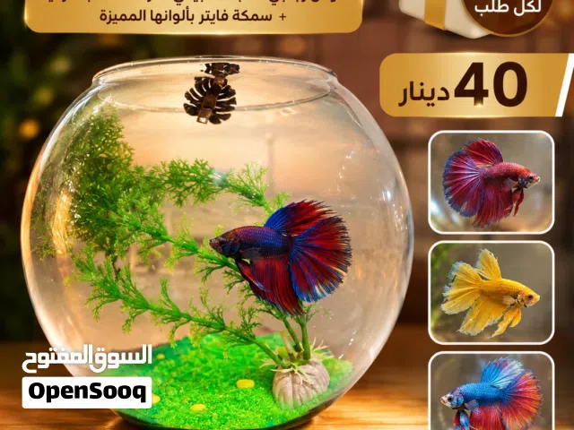 هدية خاصة مع كل طلب