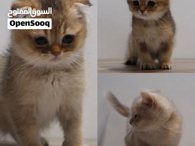 Scottish fold kittens - كتنز سكوتش