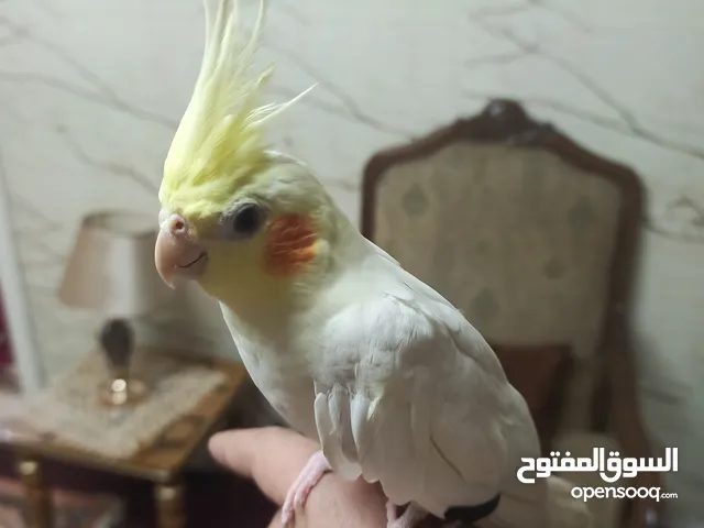 كوكتيل اليف عين حمرا