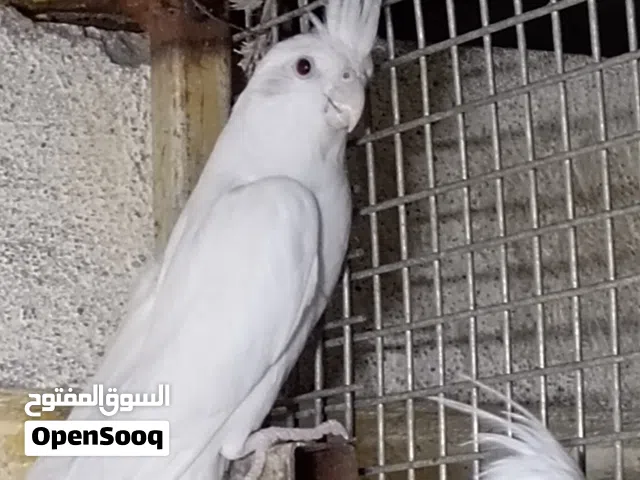كوكتيل البينو عيون حمر