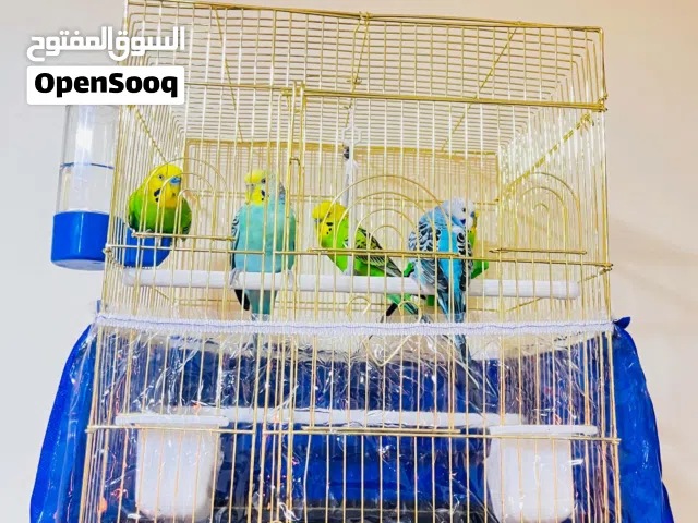 خمس عصافير حب ثلاث ذكور وأنثى.