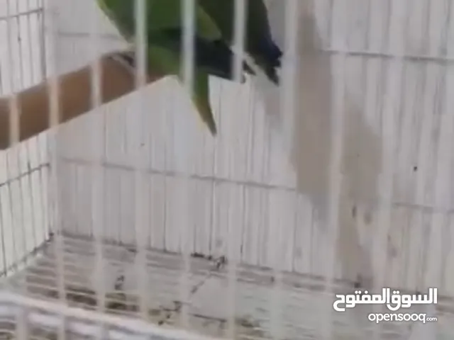 زوج روز منتج