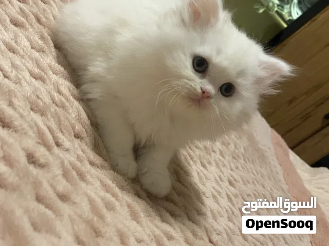 قطه شيرازي للبيع