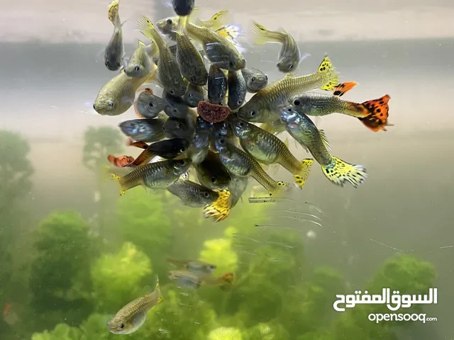 سمك زينة جوبي