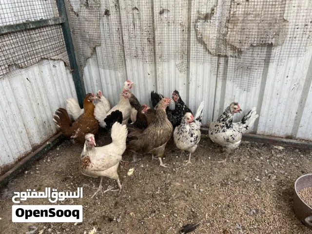 للبيع السريع بسبب السفر دجاج بياض مع خيشة علف هدية مجانية