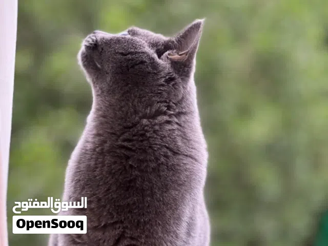 للتبني قط بريطاني