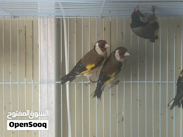 للبيع زوجً حسون واضح في صوره
