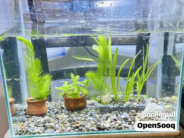 Full set of fish aquarium