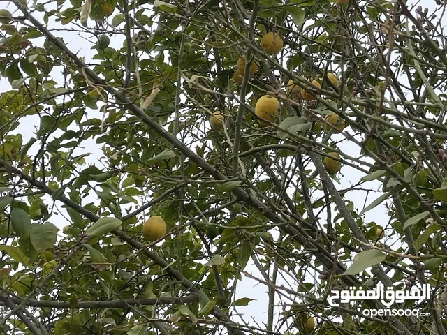 شجرة ليمون قمرية مثمرة طول العام