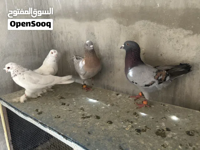 متاح 4 فحول زي النار حمام بالصلاة على النبي الكميرا ضالميتهن