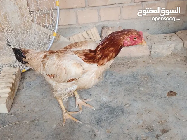 متاح دجاجتين هنديات صحه ونضافه خيرمن الله مكاني الشعبيه دور المصفه وعندي توصيل بس ساحه