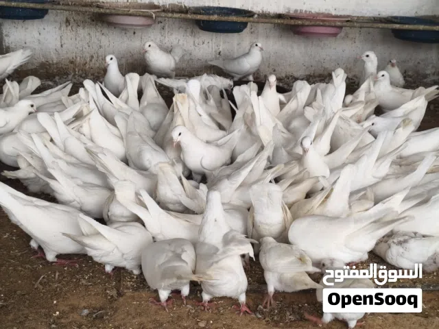 حمام فرنسي للبيع