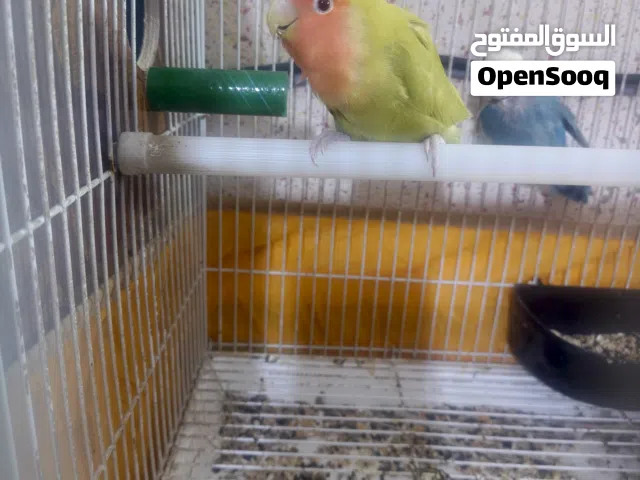 غندوره زوج