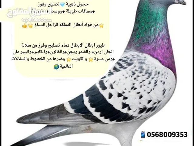 للبيع..زاجل سباق أجواز منتجة وطبات جاهزة للترسيم..طيور نخبة أبطال تصليح وفوز من هواه أبطال المملكة