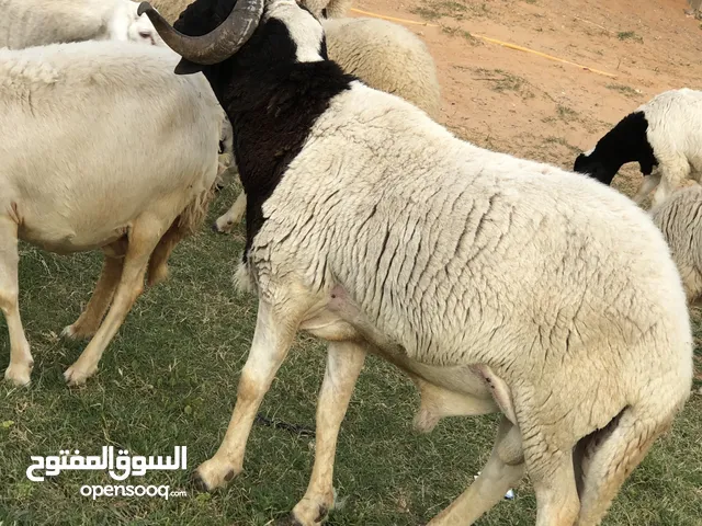 تبارك الله زوز فحوله واحد اربعا و اسداس