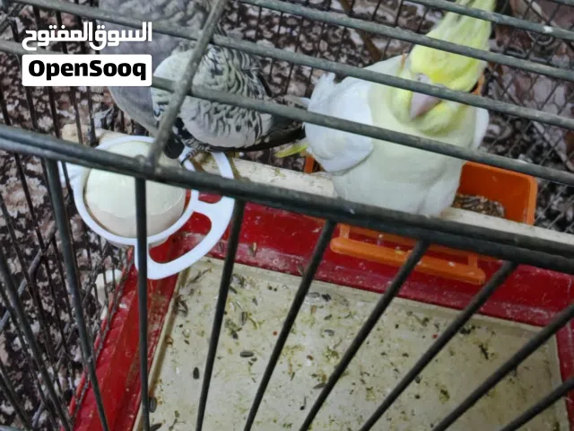 للبيع أنثى عدد 2كوكتيل إيزابيل وحبه صفرا العمر: شهرين السعر: 30 دينار فقط