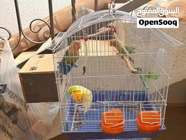 ببغاء  روز