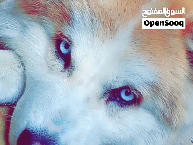 توصل معي هون أنثى الاسكا منتجه حنونه لعوبه ماخذ جميع مطعيم اجمل كلبه في لاردن بل لون ول جمال موقع ار